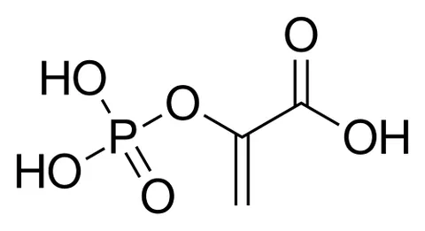 phosphoenolpyruvate: a carboxylic acid, with the chemical formula C₃H₅O₆P, derived from pyruvate and an intermediate in...