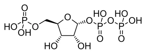 phosphoribosyl pyrophosphate: a high-energy, activated sugar molecule derived from ribose 5-phosphate that acts as a key starting...