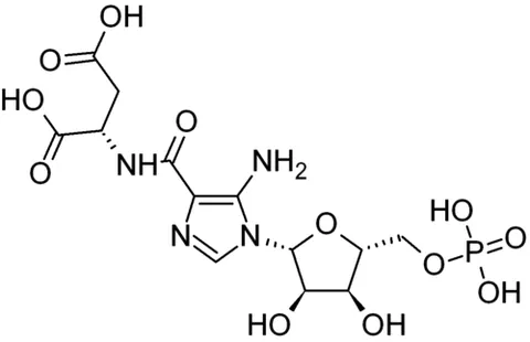 phosphoribosylaminoimidazolesuccinocarboxamide: a naturally occurring molecule inside cells that acts as an intermediate in the process of making...