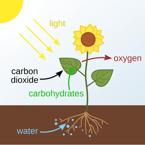 photosynthesis: principally, oxygenic photosynthesis, any process by which plants and algae convert water and...
