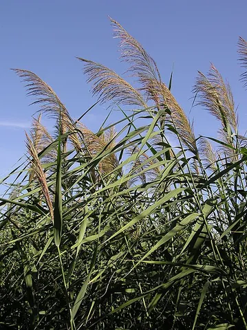 phrag: phragmites australis, a monoculture reed grass