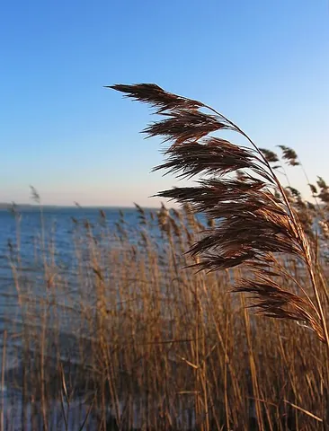 phragmites: any of several perennial reeds, of the genus Phragmites, found in wetlands