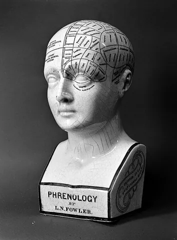 phrenology: the pseudoscience which studies the relationships between a person's character and the morphology...