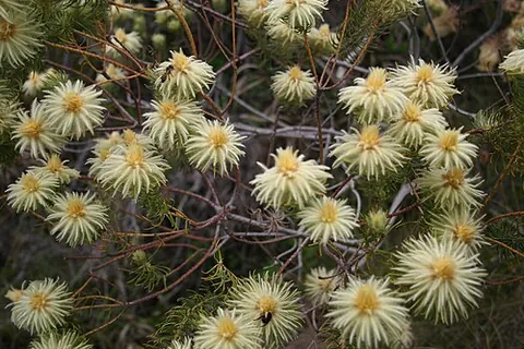 phylica: any of the flowering plants of the genus Phylica, the majority of which are restricted to South...
