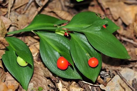 phylloclade: a flattened stem, a type of cladode that has unlimited extension growth and resembles a leaf