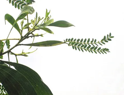 phyllode: a flattened petiole or leaf rachis that resembles and functions as a leaf, and may or may not be...