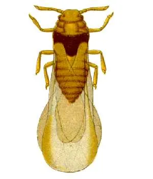 phylloxeran: any of the plant-feeding insects of the family Phylloxeridae, closely related to aphids