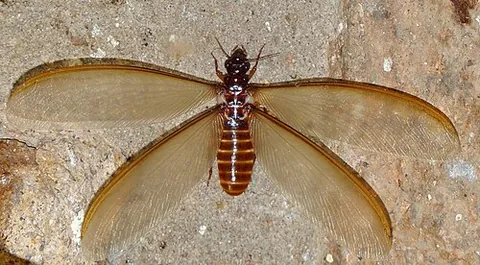 physogastry: an enlargement of the abdomen in certain insects, especially in termite queens
