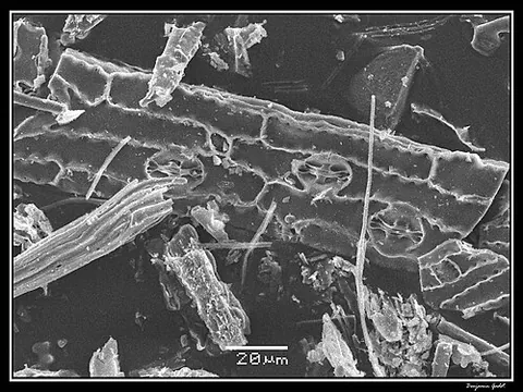 phytolith: a small particle of silica or mineral that occurs in many plants