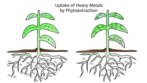 phytomining: the planting and harvesting of vegetation that selectively concentrates specific metals from the...