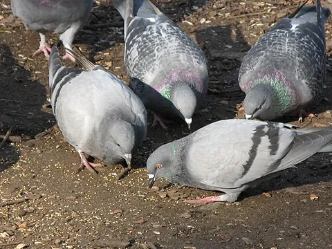 pibbin: a pigeon