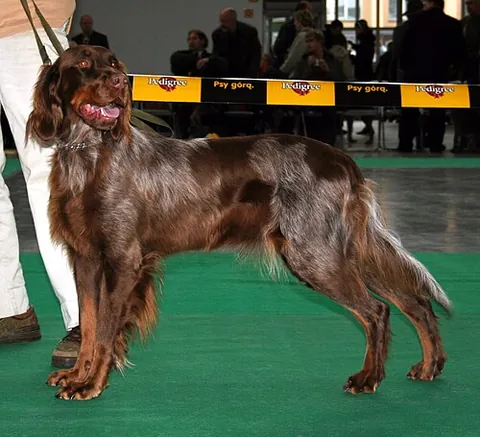picardy spaniel: a breed of dog developed in France for use as a gundog related to the Blue Pircardy Spaniel