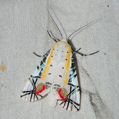picasso moth: a species of moth, Baorisa hieroglyphica, native to parts of northeastern India and Southeast Asia,...