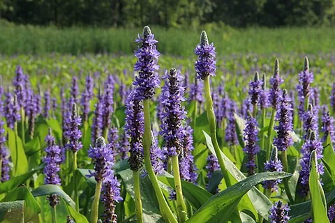pickerelweed: any of several freshwater plants, of the genus Pontederia, that have heart-shaped leaves