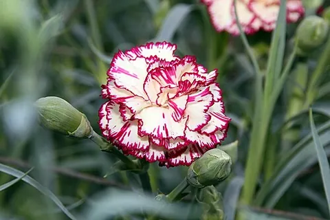 picotee: a flower (such as a carnation) whose margin is a different colour from the flower's basic colour