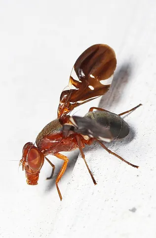 picture-winged fly: any fly in the family Ulidiidae