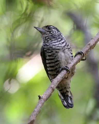 piculet: a of the genus Picumnus and other genera of small woodpeckers in subfamily Picumninae