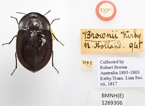 pie-dish beetle: any of various darkling beetles of Australia, such as those of the genera Helea or Embaphion