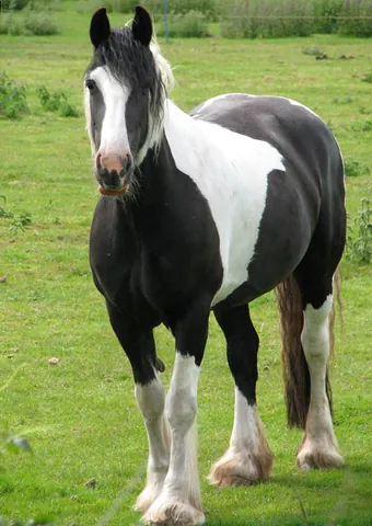 piebald: spotted or blotched, especially in black and white