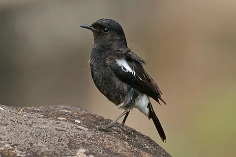 pied bushchat: saxicola caprata, an Asian flycatcher