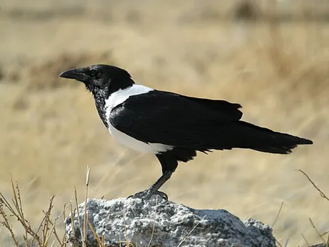 pied crow: corvus albus, a crow with black and white feathers