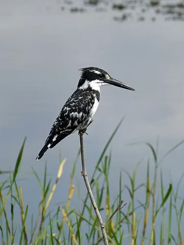 pied kingfisher: ceryle rudis, a species of kingfisher found in Asia and Africa
