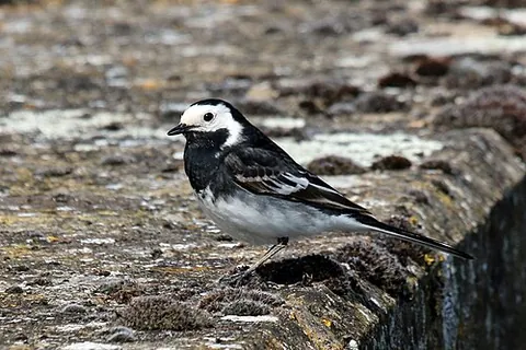 pied wagtail: a small passerine bird, Motacilla alba yarrellii
