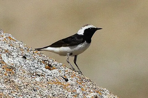 pied wheatear: oenanthe pleschanka, an Old World flycatcher native to Asia