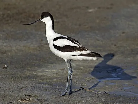 pied: having two or more colors, especially black and white