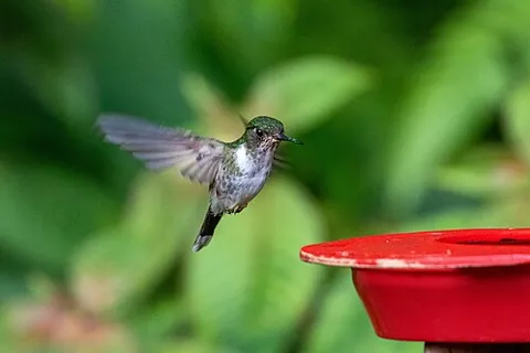 piedtail: a hummingbird of the genus Phlogophilus, native to Colombia, Ecuador and Peru