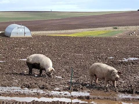 pig farm: a farm where domestic pigs are raised and bred, primarily for food and, sometimes, for their skin
