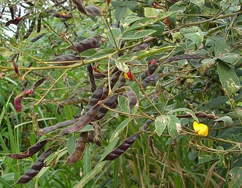 pigeon pea: a tropical African plant, Cajanus cajan, formerly Cajanus indicus