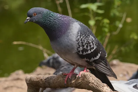 pigeon: one of several birds of the family Columbidae within the order Columbiformes