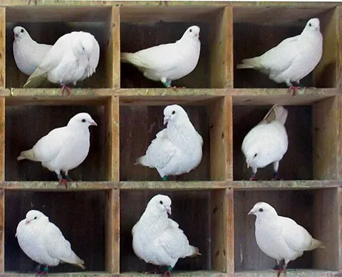 pigeonhole principle: the theorem which states that any partition of a finite set of n elements into m (< n) subsets...
