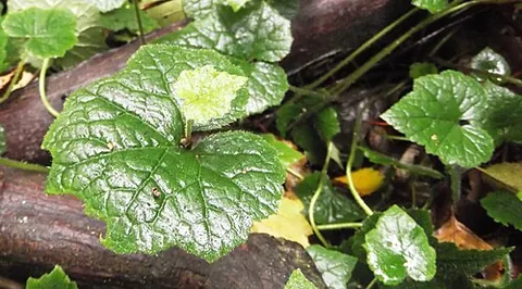 piggyback plant: a plant native to moist forests near the coast of northwestern North America, Tolmiea menziesii,...