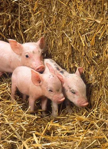 piglet: a young swine, one not yet mature