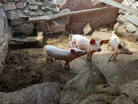 pigsty: an enclosure where pigs are kept, either a building or part of one