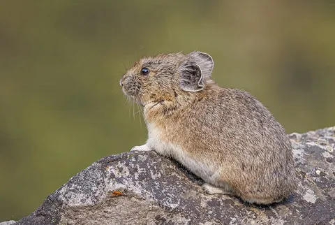 pika: any of several small, furry mammals, similar to guinea pigs, but related to rabbits, of the genus...