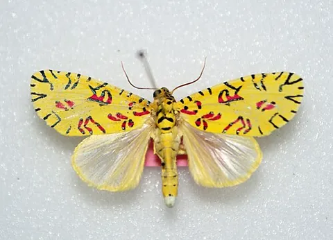 pikachu moth: mazuca strigicincta, a yellow noctuid moth with red and black highlights, resembling the Pokémon...