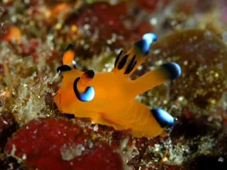 pikachu nudibranch: a nudibranch sea slug (Thecacera pacifica) that has a translucent orange colour with black tips to...