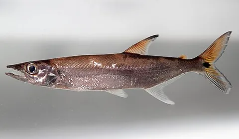 pike characin: acestrorhynchus microlepis, a species of characin found in Suriname