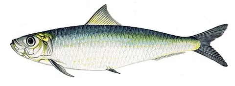 pilchard: any of various small oily fish that are, or are related to, herrings, in the family Clupeidae
