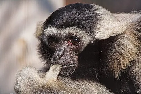 pileated gibbon: a primate of species Hylobates pileatus, in the Hylobatidae or gibbon family