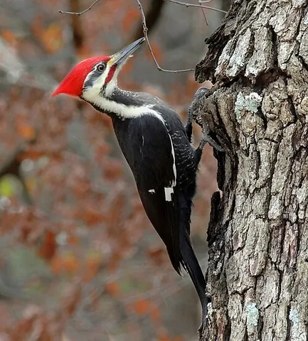 pileated woodpecker: a large woodpecker native to North America, Dryocopus pileatus