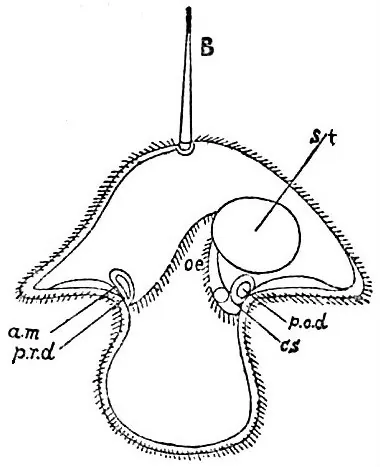 pilidium: the free-swimming larva of certain proboscis worms, somewhat resembling a deerstalker hat. It has...