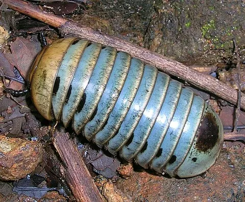 pill millipede: any of the superorder Oniscomorpha of short-bodied millipedes resembling woodlice, capable of...