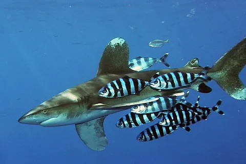 pilot fish: a marine fish, Naucrates ductor, that often follows large vessels and sharks