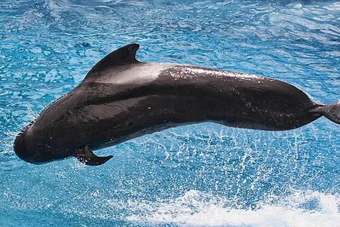 pilot whale: either of two species of whale in the genus Globicephala, dark grey in colour