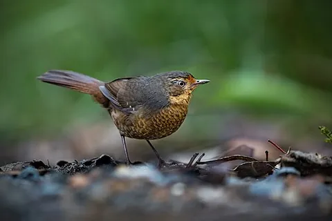 pilotbird: a forest-dwelling species of songbird, Pycnoptilus floccosus, family Acanthizidae, of southeastern...