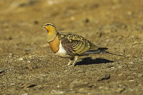 pin-tailed sandgrouse: pterocles alchata, a bird in the sandgrouse family